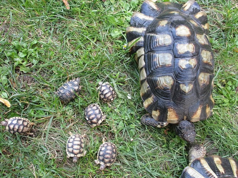 Želva vroubená - Testudo marginata